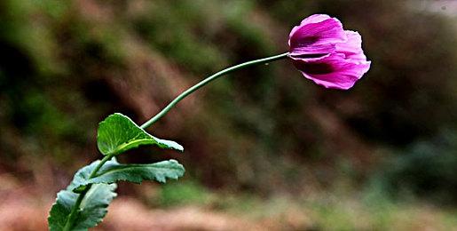 《Spiritfall》登陆Steam正式推出 肉鸽元素横版动作